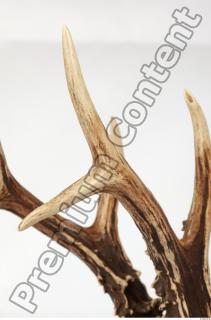 Skull Deer 0061